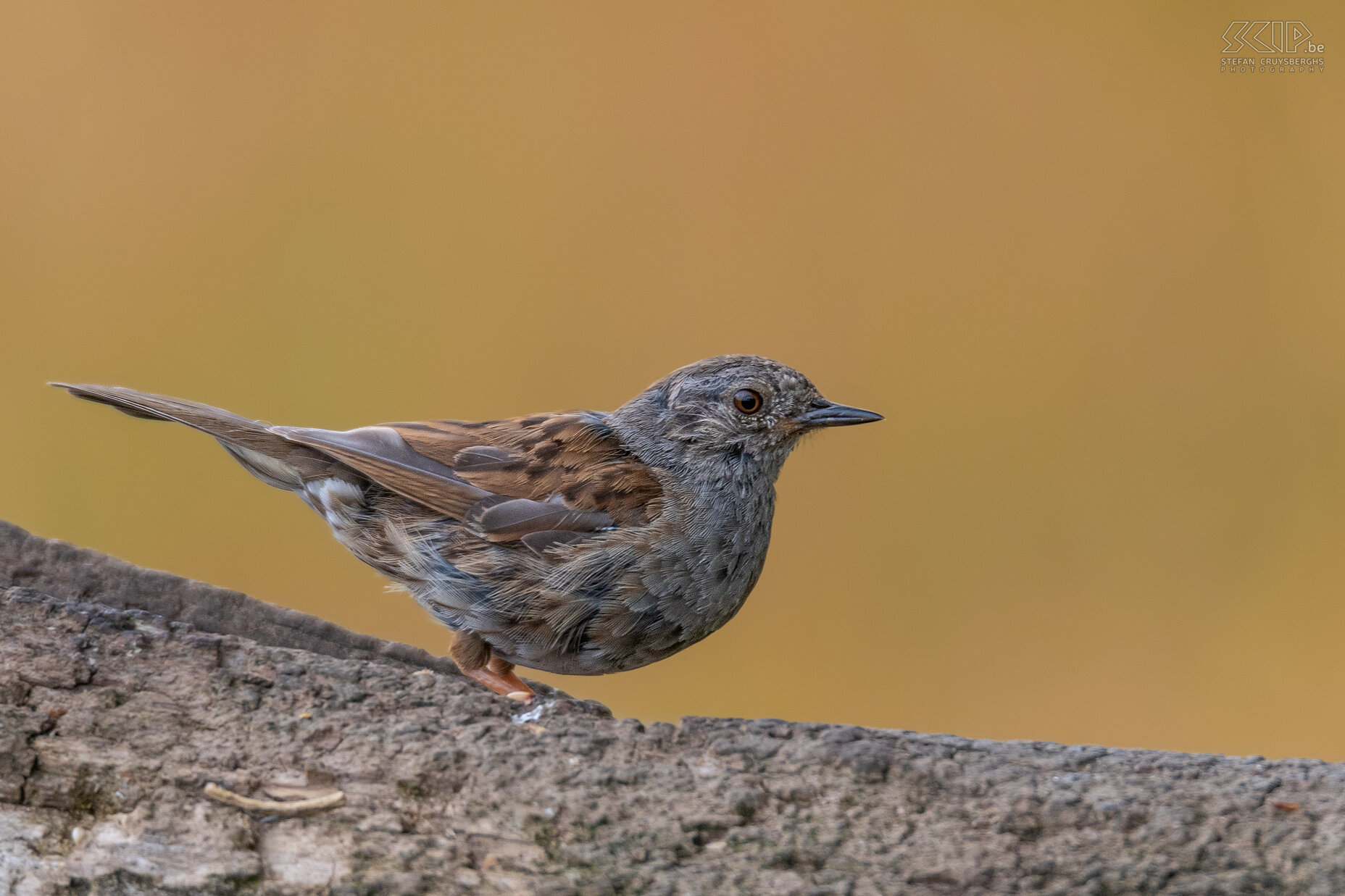 Garden birds - Dunnock Dunnock or Hedge sparrow / Prunella modularis Stefan Cruysberghs